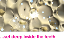 ...set deep inside the teeth